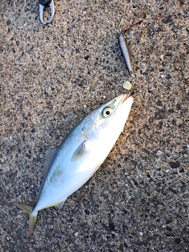 ヤズの釣果