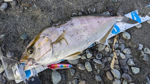 ショゴの釣果