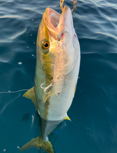 ヒラマサの釣果