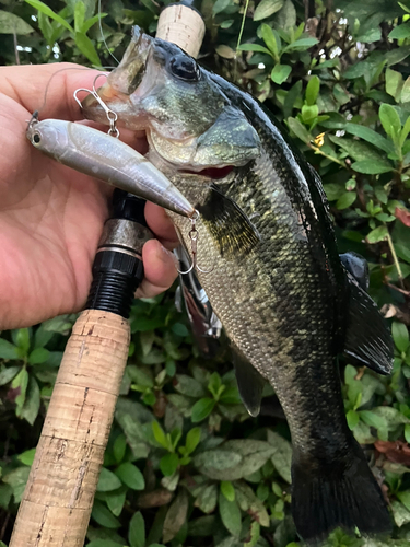 ブラックバスの釣果