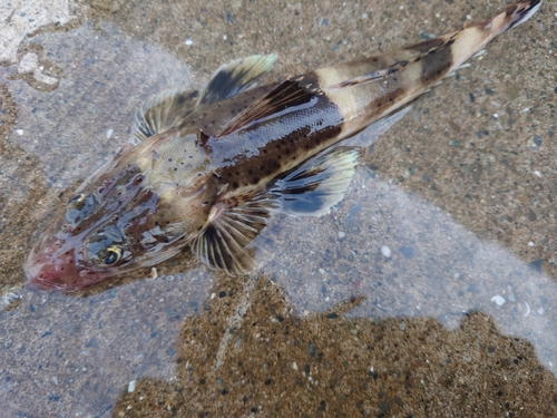 コチの釣果