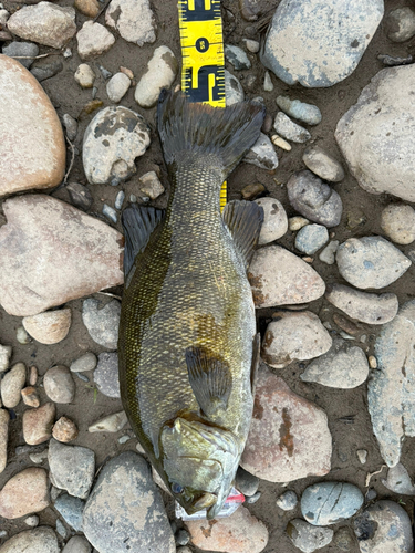 スモールマウスバスの釣果