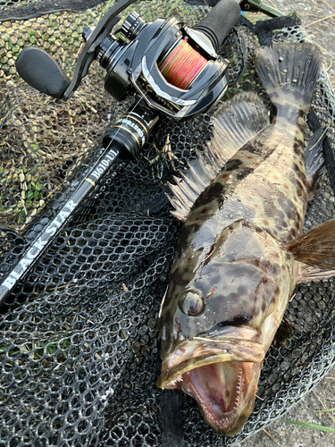 チャイロマルハタの釣果