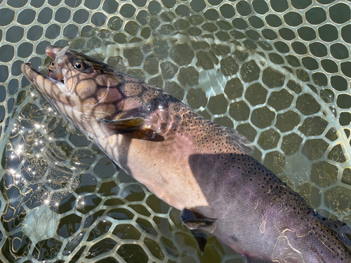 サクラマスの釣果