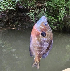 ブルーギルの釣果