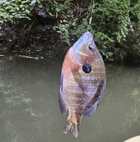 ブルーギルの釣果