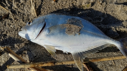 メッキの釣果