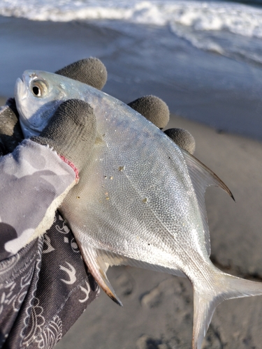 コバンアジの釣果