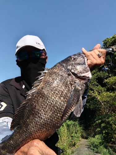 クロダイの釣果