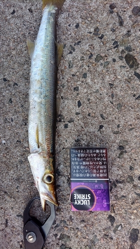 カマスの釣果