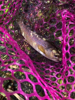 ブラウントラウトの釣果