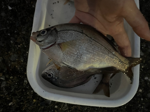 ウミタナゴの釣果