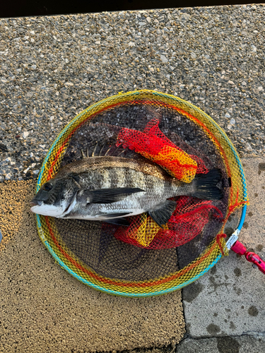 クロダイの釣果