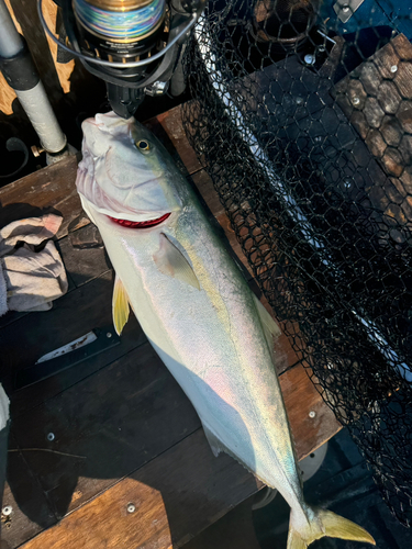 メジロの釣果