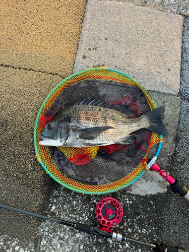 クロダイの釣果