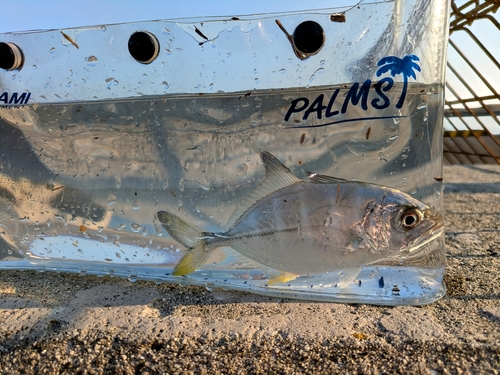 メッキの釣果