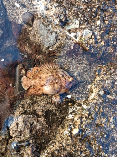 マツダイの釣果