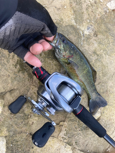 スモールマウスバスの釣果