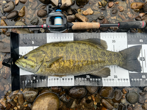 スモールマウスバスの釣果