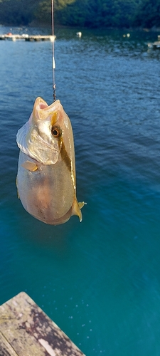 シオの釣果