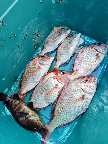 タイの釣果