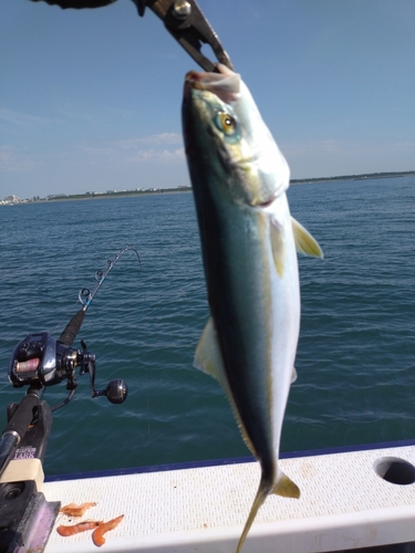 サンノジの釣果