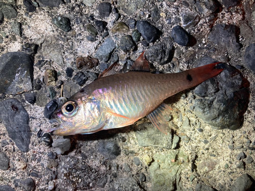 クロホシイシモチの釣果