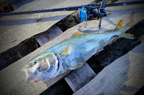 イナダの釣果