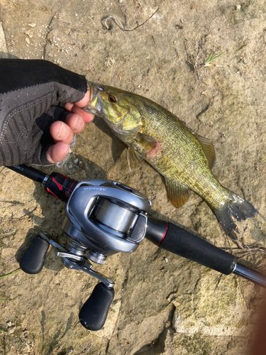 スモールマウスバスの釣果