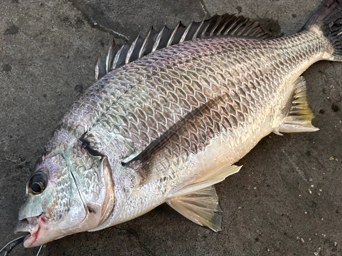 キビレの釣果