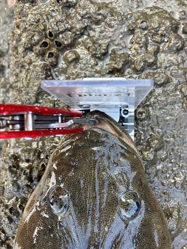 マゴチの釣果