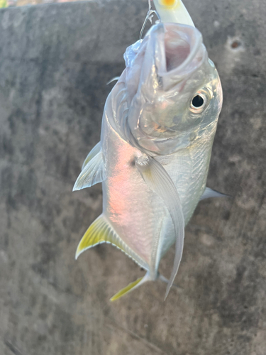 ミナミマゴチの釣果