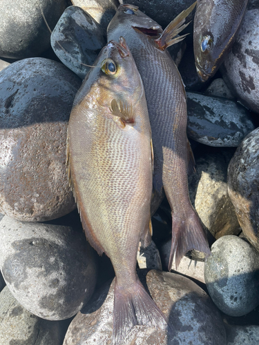 イサキの釣果