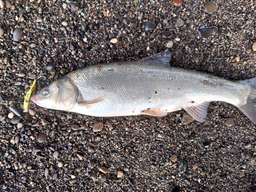 ウグイの釣果