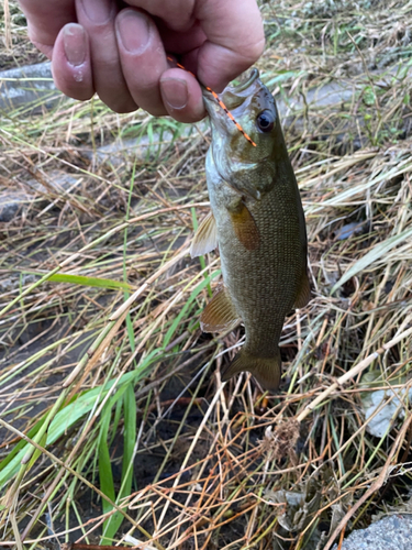 スモールマウスバスの釣果