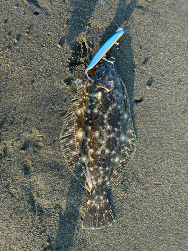 ヒラメの釣果