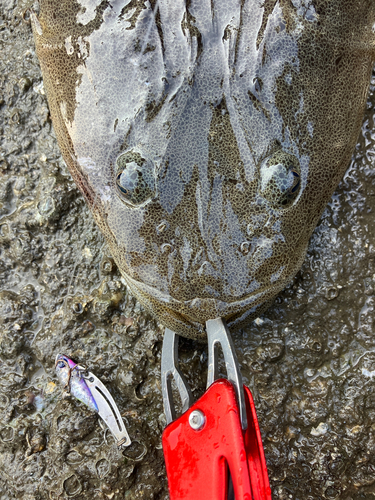 マゴチの釣果