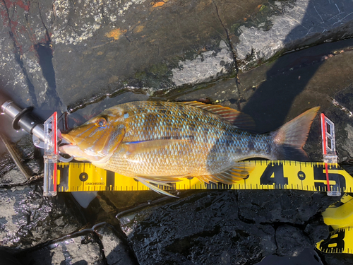 ハマフエフキの釣果