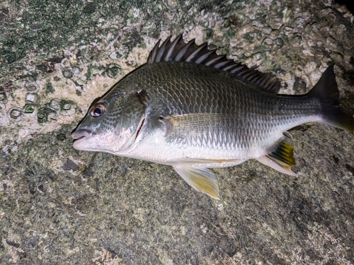 キビレの釣果