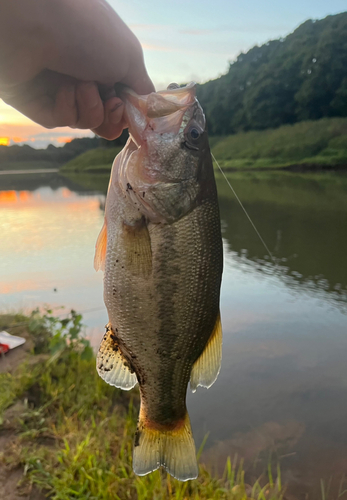 ブラックバスの釣果