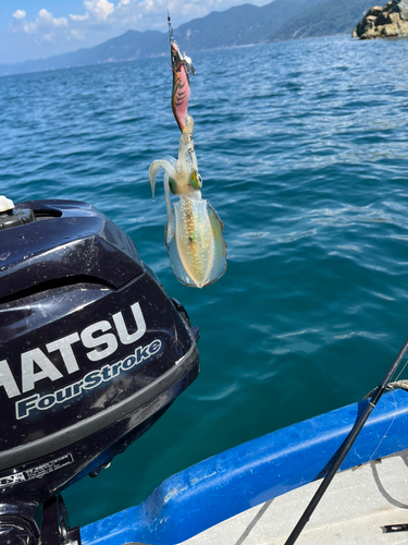 アオリイカの釣果