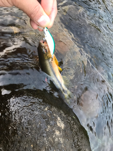 カワムツの釣果