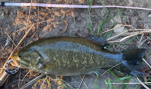 スモールマウスバスの釣果