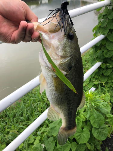 ブラックバスの釣果