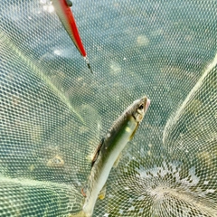 アユの釣果