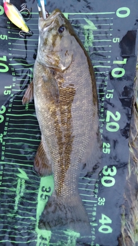 スモールマウスバスの釣果