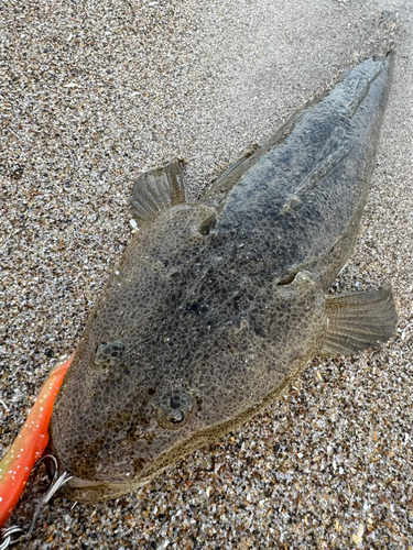 マゴチの釣果