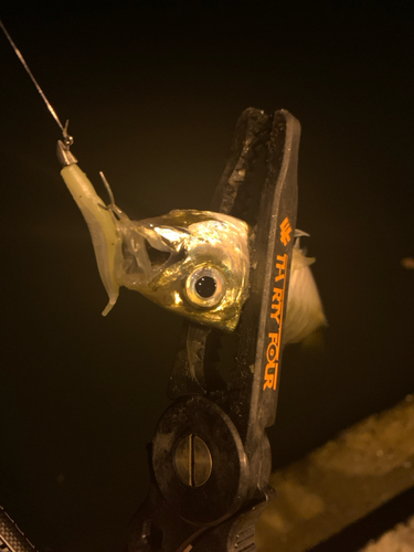 マアジの釣果