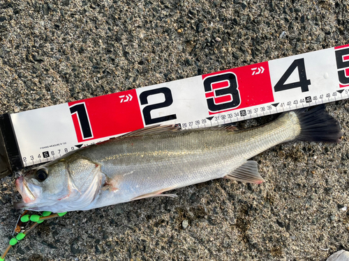 シーバスの釣果