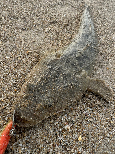 マゴチの釣果